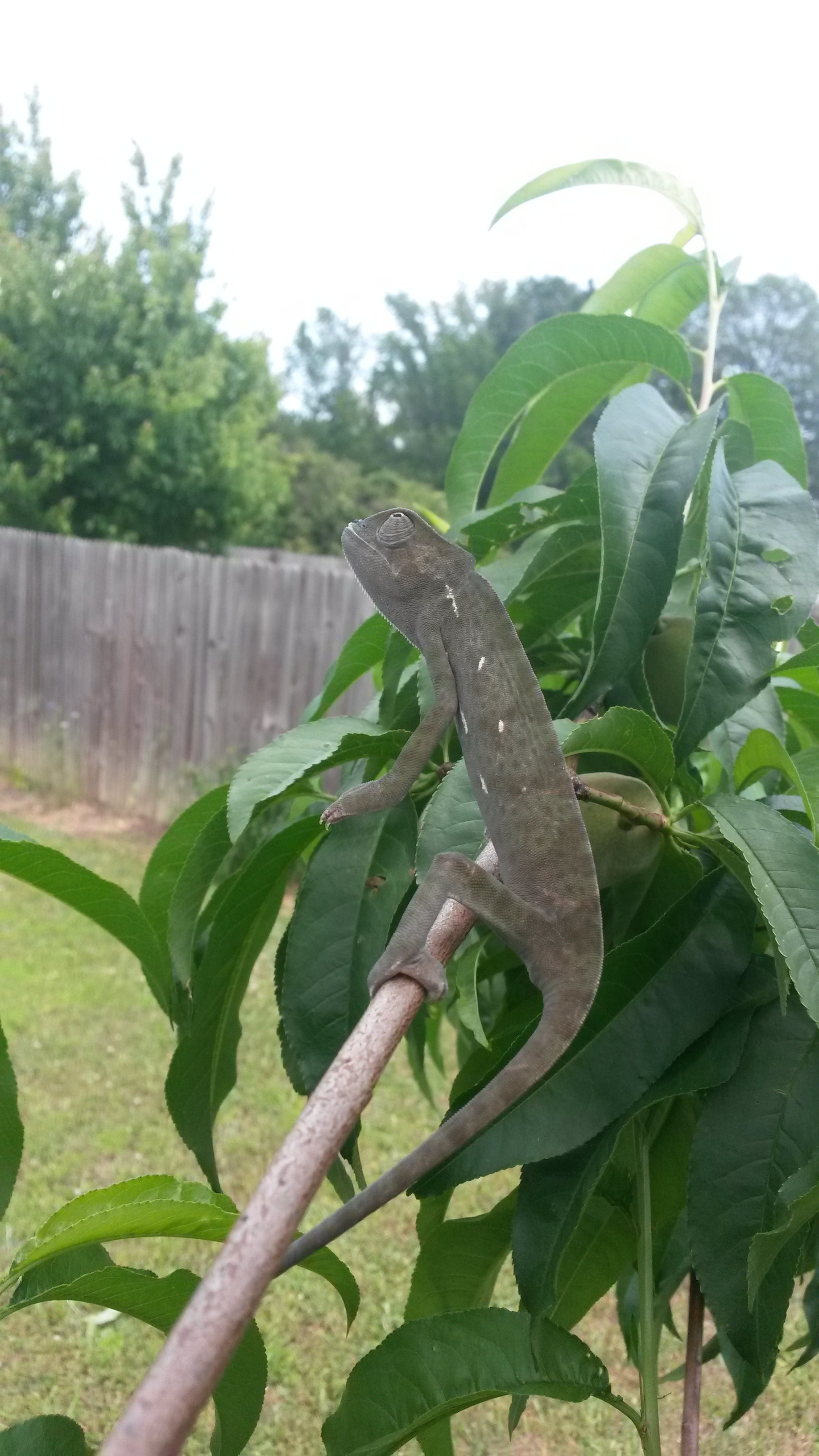 He Loves The Peach Tree