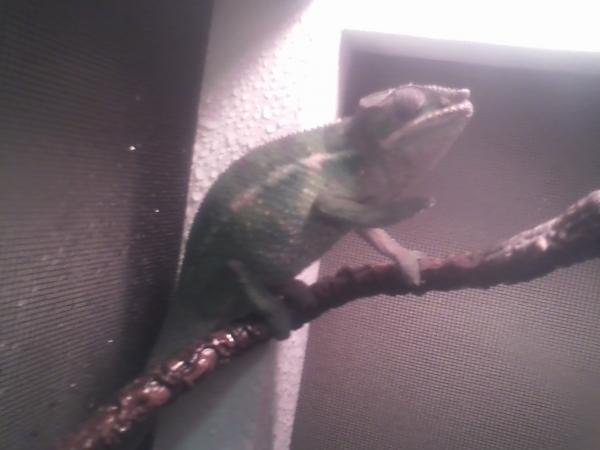 He was caught tossing his thermometer onto the ground... Never seen a chameleon use their hands like he does!