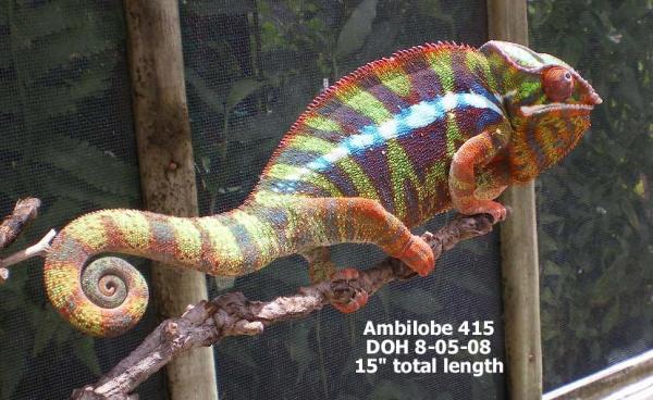 Hefner - Chameleon Company Ambilobe Male