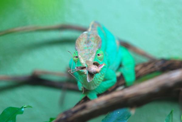 Hera eating a mantis  6/6/12    #007