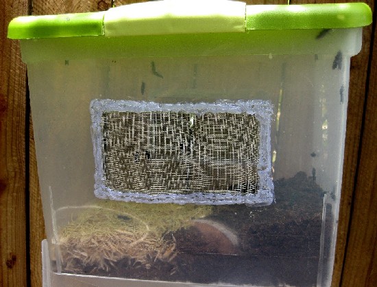 Here's a bin for grubs to pupate, you can see the adult flies emerging and flying around. This takes twelve days, then they are ready to mate and lay