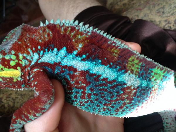 Heres double rainbow before he shed. He is an ambanja