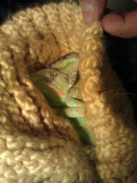 He's sleeping in my hat :D