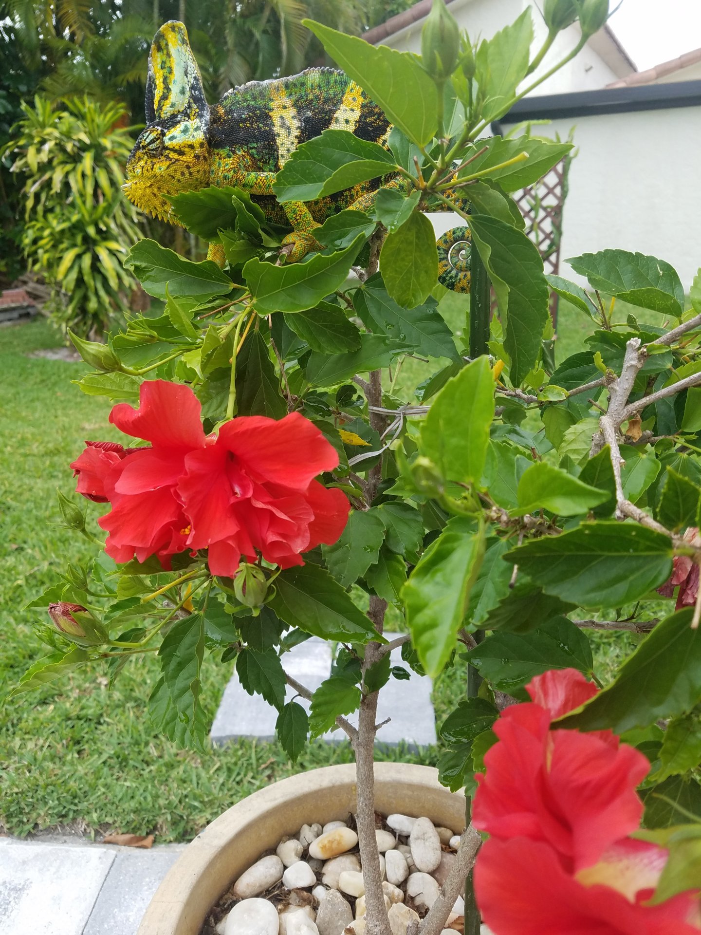 Hibiscus flowers