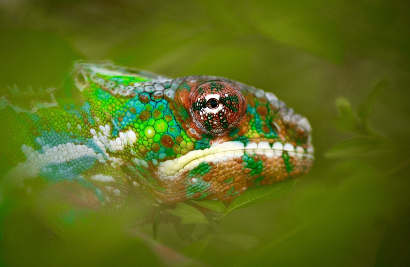 Hiding in leaves