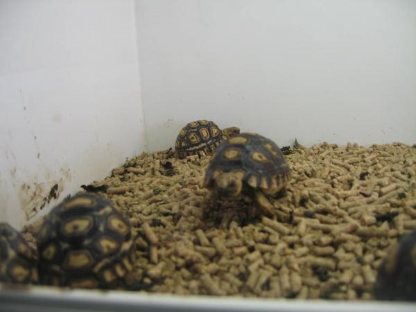 His isnt Gizmo, I went to a reptile store to buy more crickets and tons of cute baby turtles! I wish I could buy them all >_<