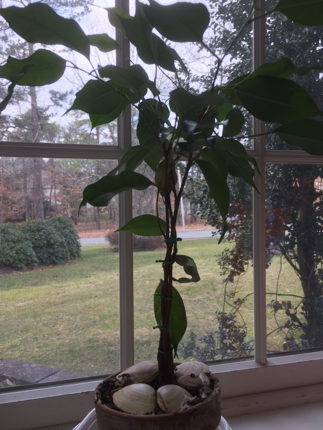 home braided ficus