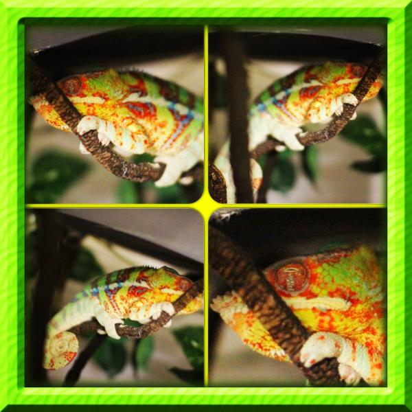 HOMIE THE AMBANJA PANTHER CHAMELEON.