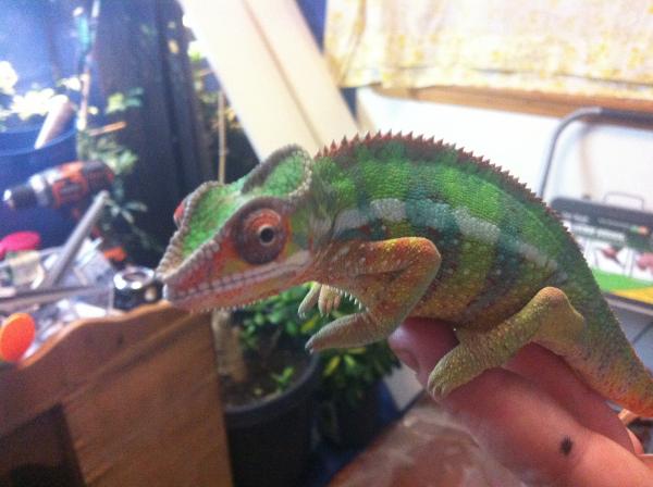 Houdini from jethro at epic chameleons