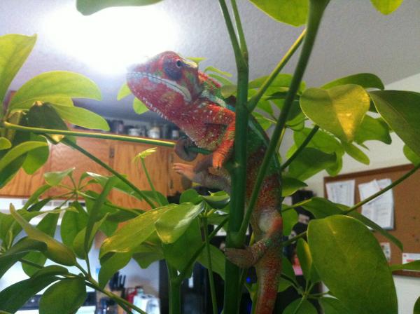 Houdini from Jethro at epic chameleons.