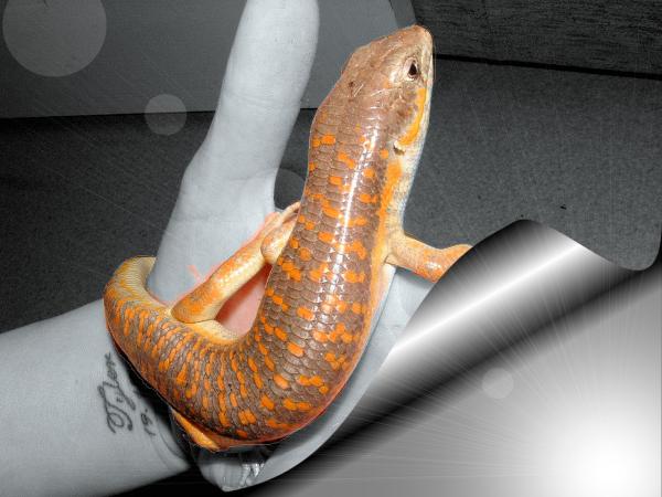 Houdini (Oscillated Skink )