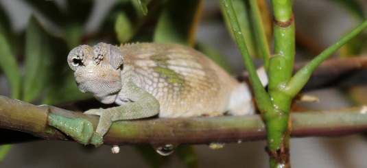 houdini the boehmei