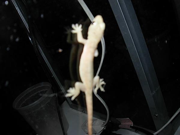 House gecko on sliding glass door