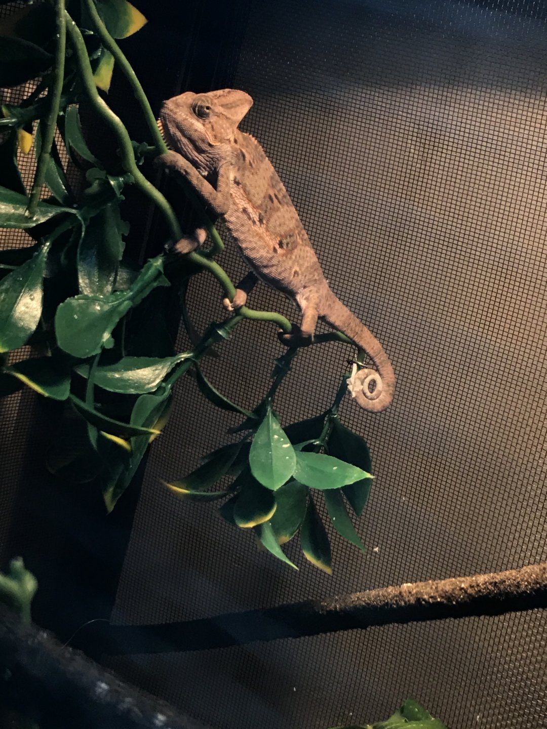 how old is my cham?