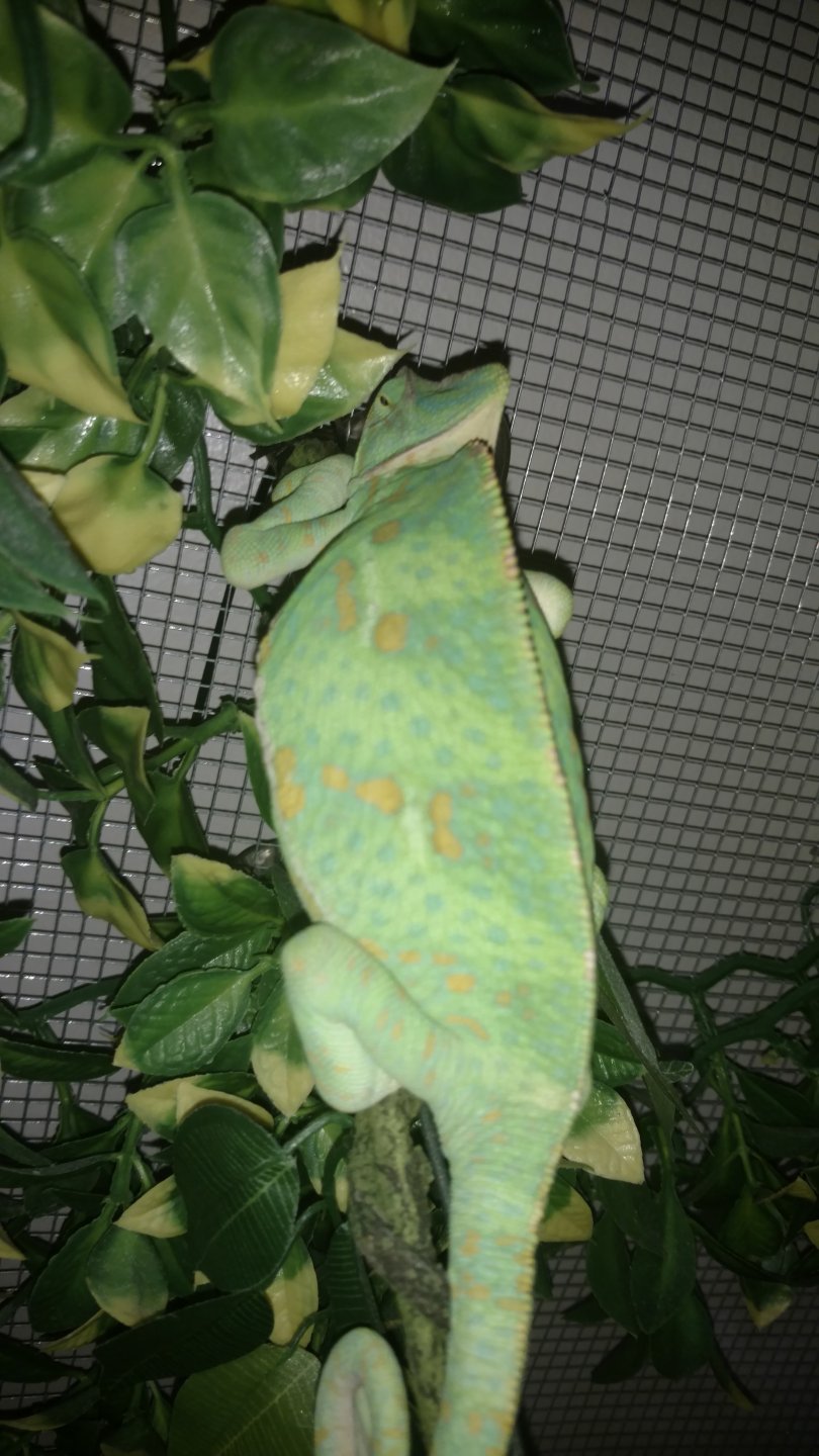 Hue getting large after coloration