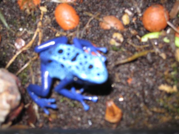 IMG 2005frog 1