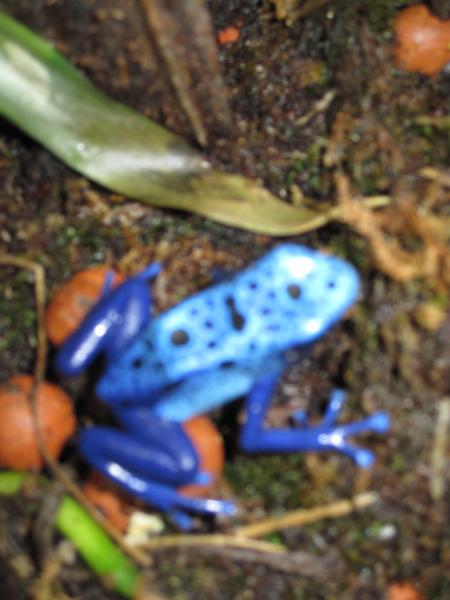 IMG 2007frog 3