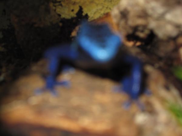 IMG 2010frog 4