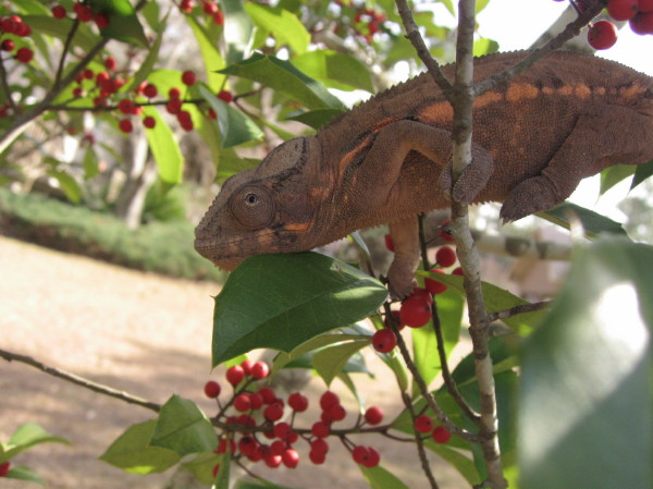 IMG 4540 1   Nebula- Female Blue bar ambanja panther - from Steve Reecy at Chameleon Plantation - Sire Cepheus - Dame - Andromeda