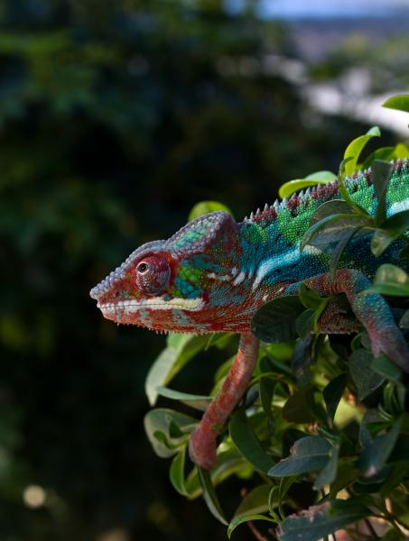 Into the Wild - Sid in the Florida sunshine at 6 months old