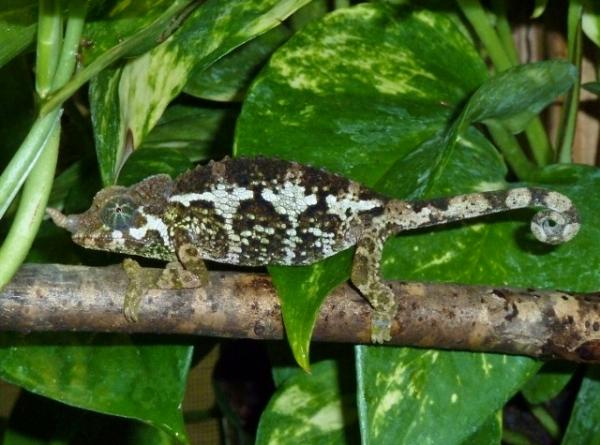 jacksonii merumontanus - female #2