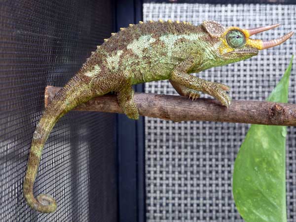 jacksonii merumontanus- male#2