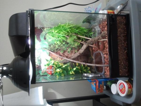 Jewel new cage set up with her laying bin just incase