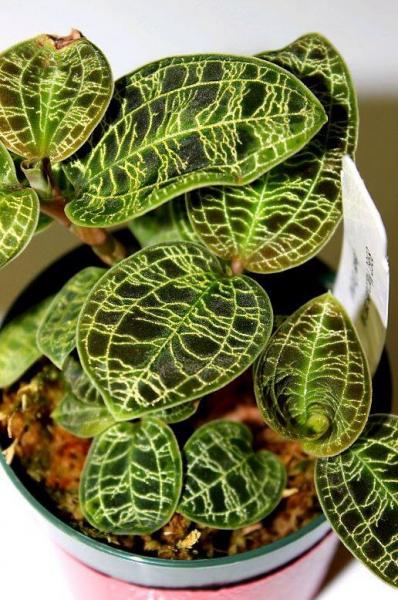 Jewel orchid... Pictures do it no justice!