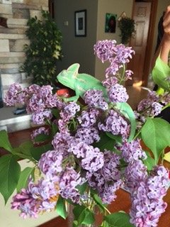 Jimbo in the lilacs