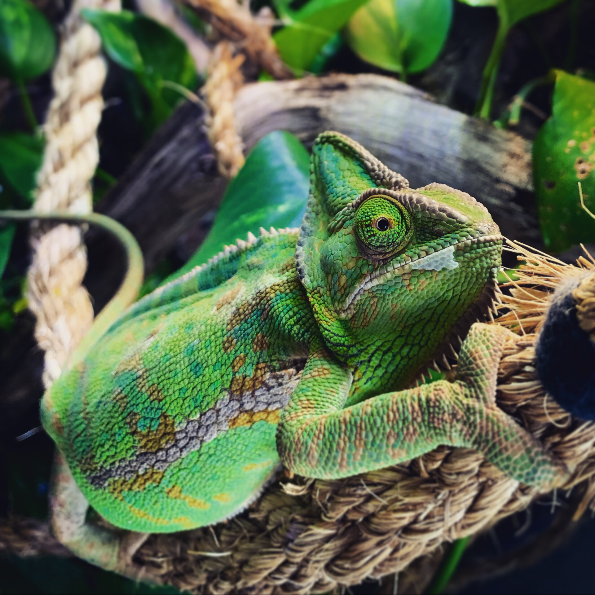 Juniper the veiled chameleon