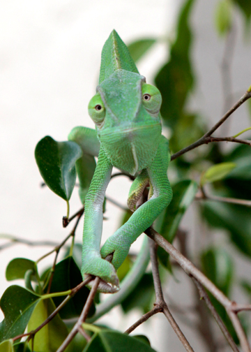 Just a goofy shot of my little green man :)