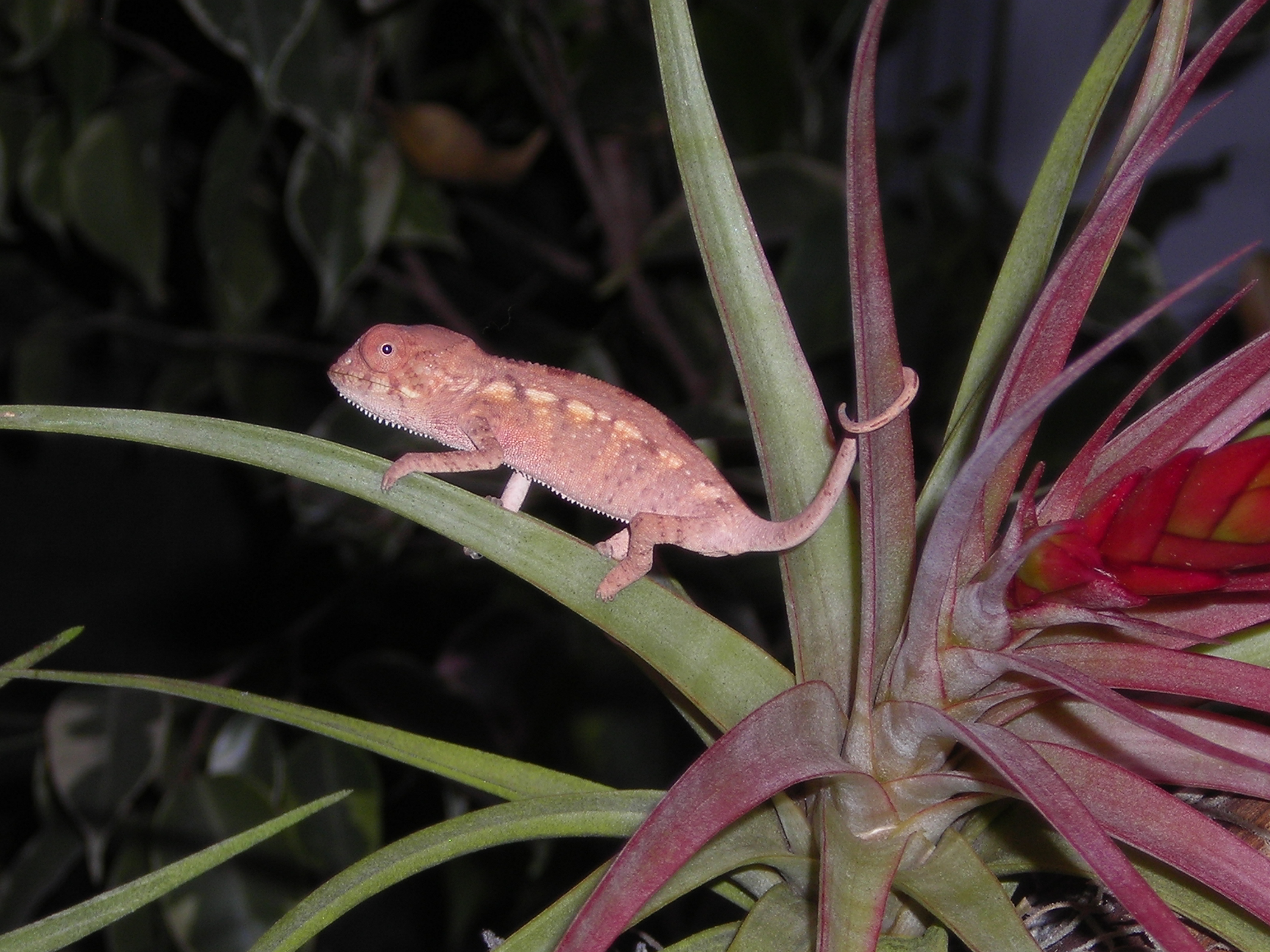 Juvenile Panther