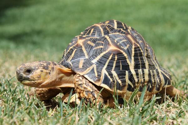 Keeva, Sri Lankan Star Tortoise