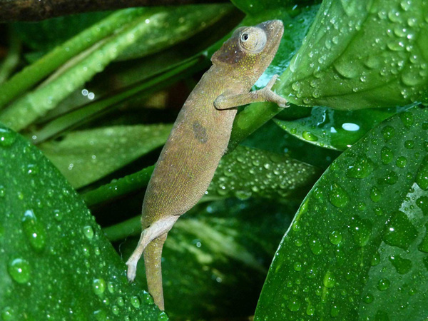 kinyongia oxyhrina - female