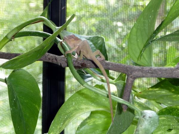 kinyongia oxyrhina female