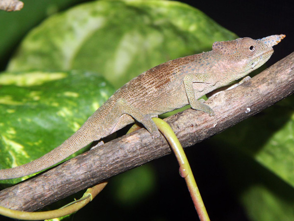 kinyongia oxyrhina - male