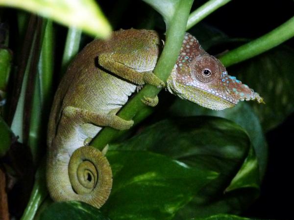 kinyongia oxyrhina male