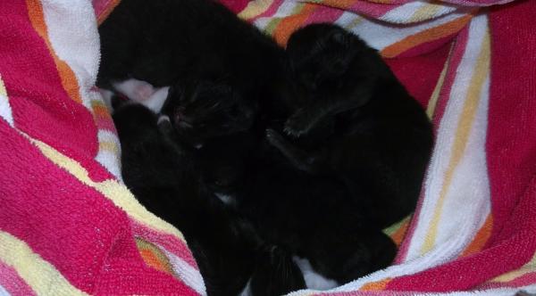 Kittens