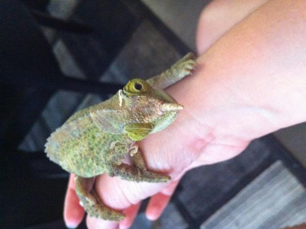 Lee - Female Werners Chameleon
Gave birth on Aug 6th 2014