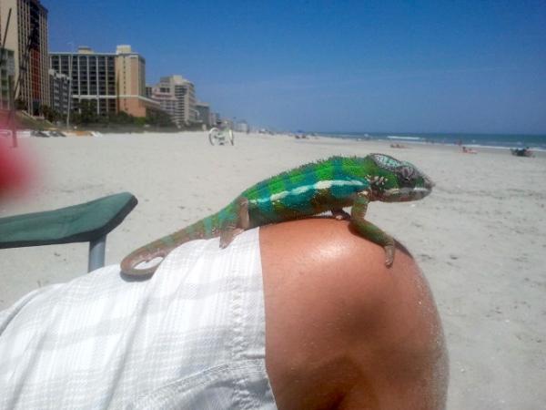 Leo chillin on Hubby's knee  at the beach