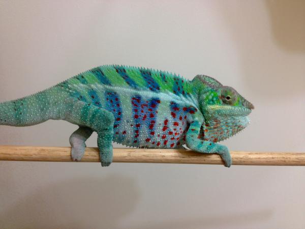 Leo is getting big and showing fantastic colors. :)