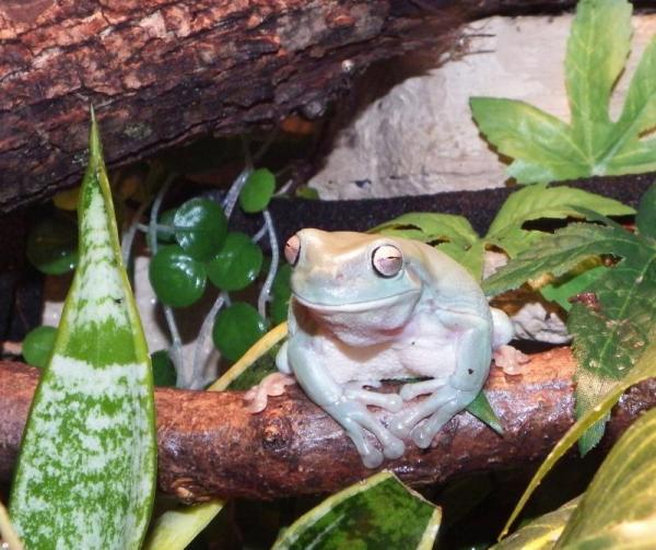 Leon 1 of 3 of my Whites Tree Frogs