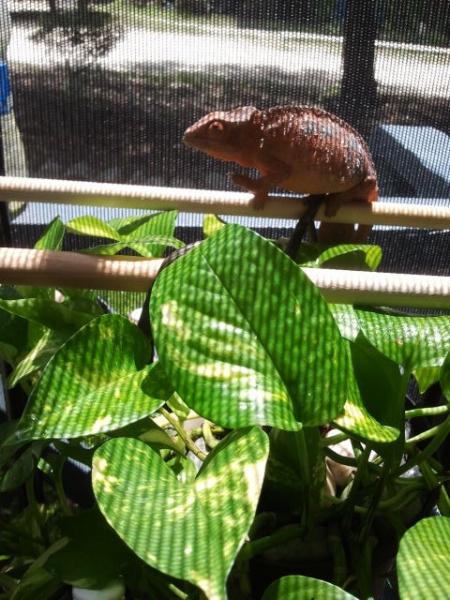 Lilu getting some sun in outdoor enclosure. 
7-19-2012