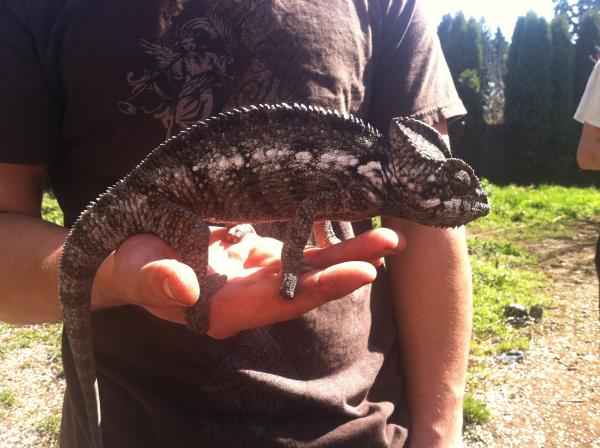 Little Aussie. Wild caught male Oustalets from Florida