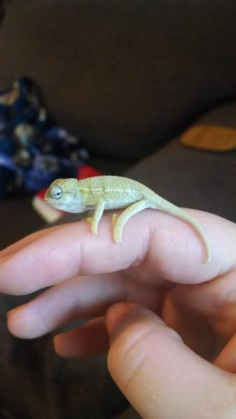 Little Reptar