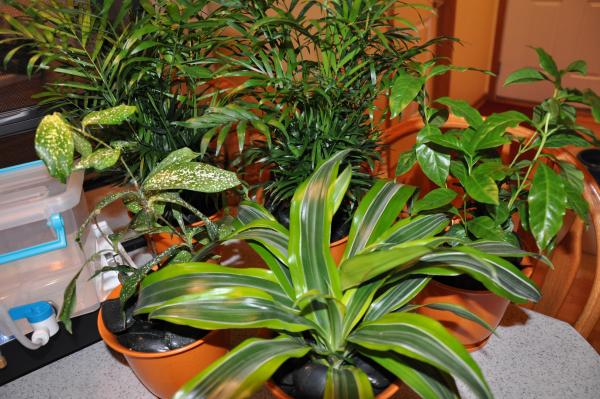 Live plants for Rico's cage include gold dust dracaena, dracaena marginata, Kentucky coffee tree and two parlor palms.