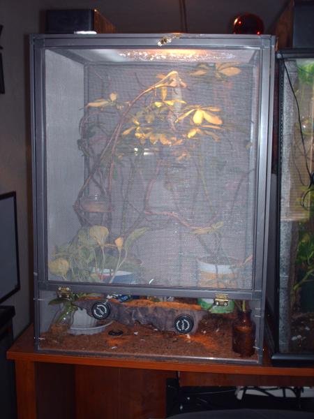 Lizzie in a cage i built her :)