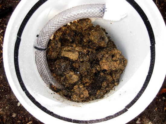 Load the bucket with organic waste, kitchen scraps, this attracts adult soldier flies that hopefully lay eggs just above in the cardboard mounted insi