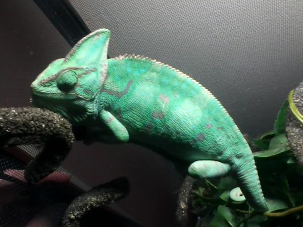 Look at her pretty colors!  Wow!