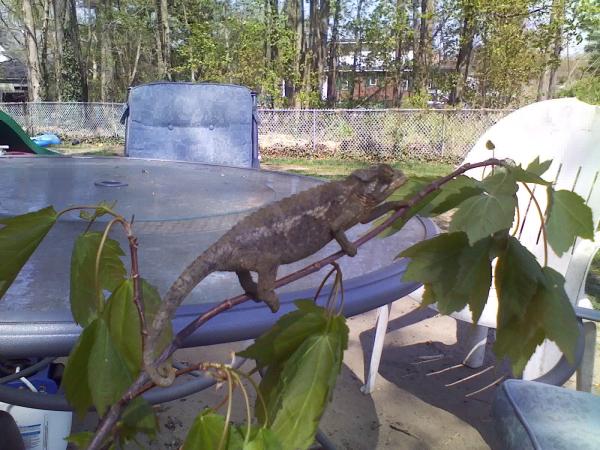 Lucky on a branch I broke off of a tree out back of the house .